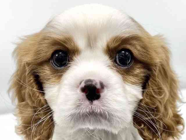 大阪府のキャバリアキングチャールズスパニエル (ひごペットフレンドリーイオンタウン豊中庄内店/2025年10月13日生まれ/男の子/ブレンハイム)の子犬の1枚目の画像