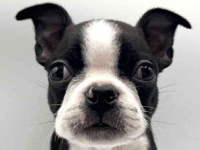 京都府のボストンテリア (ひごペットフレンドリーイオンモール高の原店/2025年10月11日生まれ/男の子/ボストンカラー)の子犬の1枚目の画像