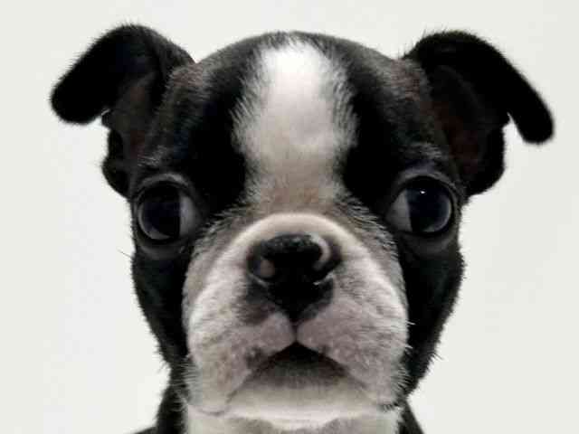 愛知県のボストンテリア (ひごペットフレンドリーららぽーと名古屋みなとアクルス店/2025年10月11日生まれ/女の子/ボストンカラー)の子犬の1枚目の画像