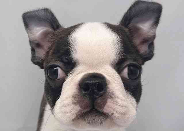 鳥取県のボストンテリア (ひごペットフレンドリーイオンモール鳥取北店/2025年10月11日生まれ/男の子/ボストンカラー)の子犬の1枚目の画像