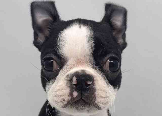 鳥取県のボストンテリア (ひごペットフレンドリーイオンモール鳥取北店/2025年10月11日生まれ/女の子/ボストンカラー)の子犬の1枚目の画像