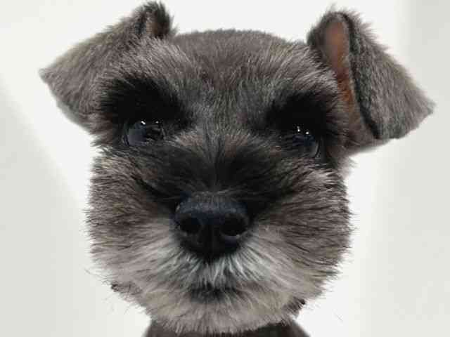 奈良県のミニチュアシュナウザー (ひごペットフレンドリーイオンモール橿原ウエスト・ビレッジ店/2025年10月12日生まれ/女の子/ソルトペッパー)の子犬