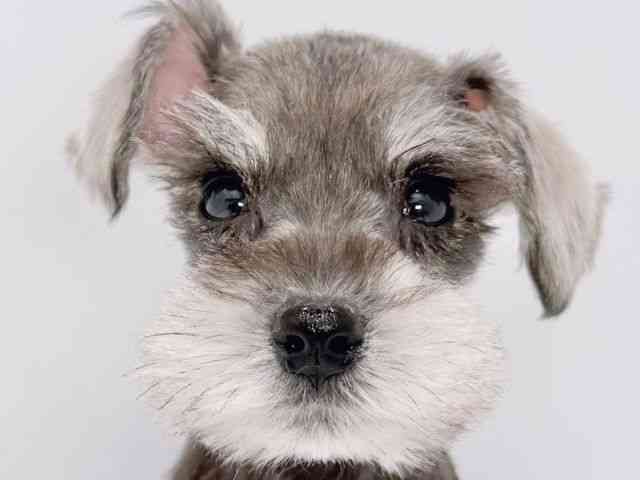 大阪府のミニチュアシュナウザー (ひごペットフレンドリーイズミヤショッピングセンター千里丘店/2025年10月12日生まれ/男の子/ソルトペッパー)の子犬