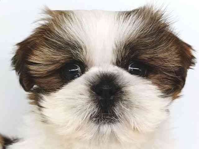 大阪府のシーズー (ひごペットフレンドリー泉ヶ丘店/2025年10月4日生まれ/女の子/ゴールドホワイト)の子犬の1枚目の画像