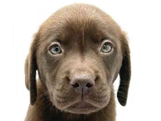 大阪府のラブラドールレトリーバー (ひごペットフレンドリーイトーヨーカドー津久野店/2025年10月7日生まれ/男の子/チョコレート)の子犬の1枚目の画像