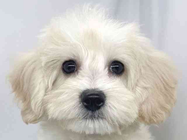 兵庫県のマルプー(マルチーズ×プードル) (ひごペットフレンドリーイオンタウン加古川店/2025年10月11日生まれ/女の子/クリーム)の子犬の1枚目の画像