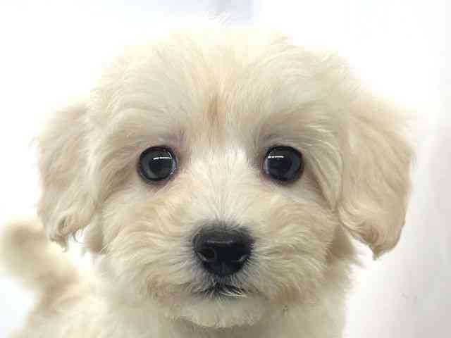 兵庫県のマルプー(マルチーズ×プードル) (ひごペットフレンドリーイオンタウン加古川店/2025年10月11日生まれ/女の子/クリーム)の子犬の1枚目の画像