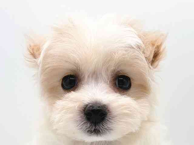 奈良県のマルプー(マルチーズ×プードル) (ひごペットフレンドリー田原本店/2025年10月11日生まれ/女の子/クリーム)の子犬の1枚目の画像