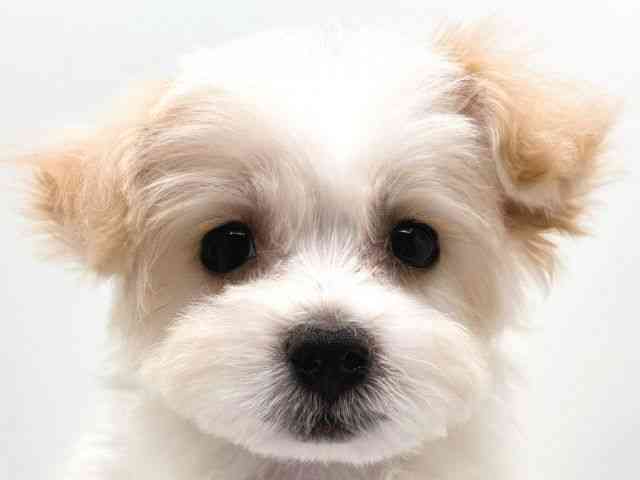 奈良県のマルプー(マルチーズ×プードル) (ひごペットフレンドリー田原本店/2025年10月11日生まれ/女の子/クリーム)の子犬の1枚目の画像