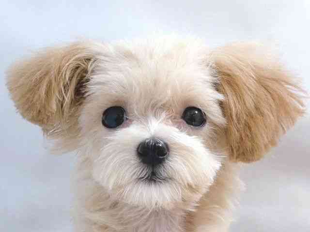 大阪府のマルプー(マルチーズ×プードル) (ひごペットフレンドリー堺プラットプラット店/2025年10月12日生まれ/女の子/アプリコット)の子犬の1枚目の画像