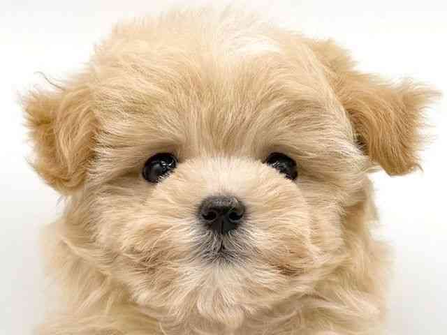 大阪府のマルプー(マルチーズ×プードル) (ひごペットフレンドリーららぽーとEXPOCITY店/2025年10月12日生まれ/女の子/アプリコット)の子犬の1枚目の画像