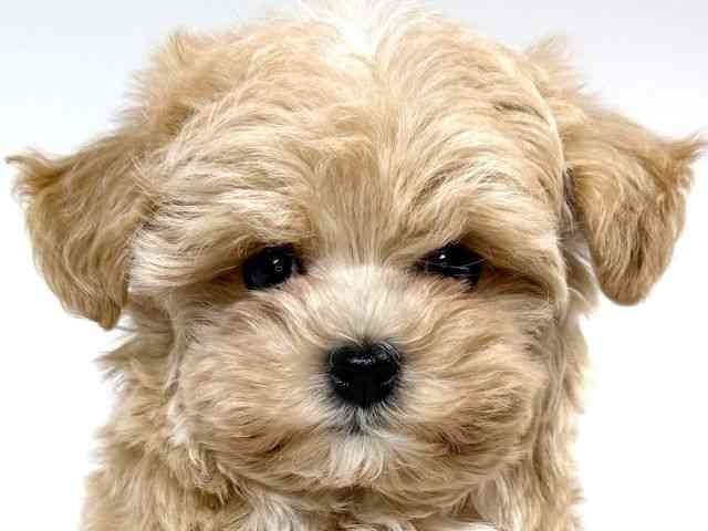 兵庫県のマルプー(マルチーズ×プードル) (ひごペットフレンドリーイトーヨーカドー明石店/2025年10月12日生まれ/男の子/アプリコット)の子犬の1枚目の画像