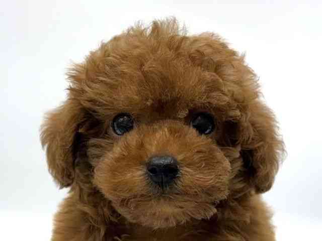 愛知県のトイプードル(トイ) (ひごペットフレンドリーヴィアモール アピタ江南西店/2025年10月10日生まれ/男の子/レッド)の子犬の1枚目の画像