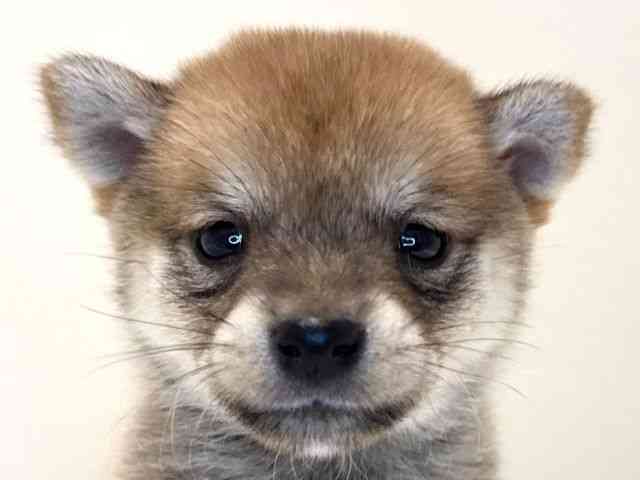 兵庫県の柴犬(標準サイズ) (ひごペットフレンドリーイトーヨーカドー明石店/2025年10月12日生まれ/男の子/赤)の子犬の1枚目の画像