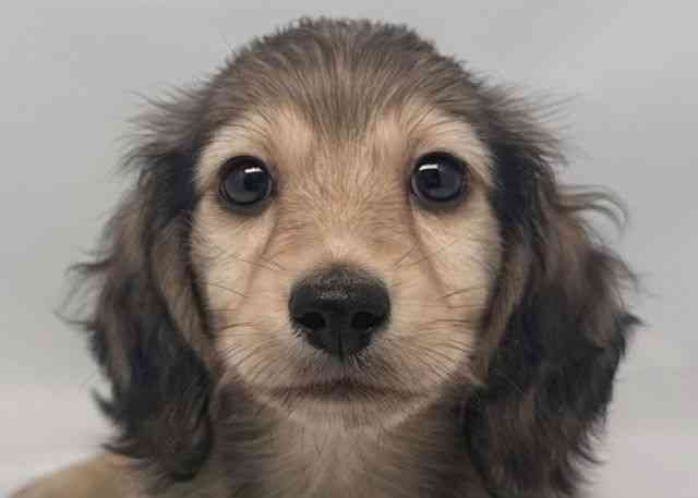 鳥取県のミニチュアダックスフンド(ロング) (ひごペットフレンドリーイオンモール鳥取北店/2025年10月13日生まれ/男の子/シェーデットイエロー)の子犬の1枚目の画像