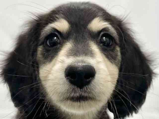 高知県のミニチュアダックスフンド(ロング) (ひごペットフレンドリーイオンモール高知店/2025年10月13日生まれ/男の子/ブラックイエロー)の子犬の1枚目の画像