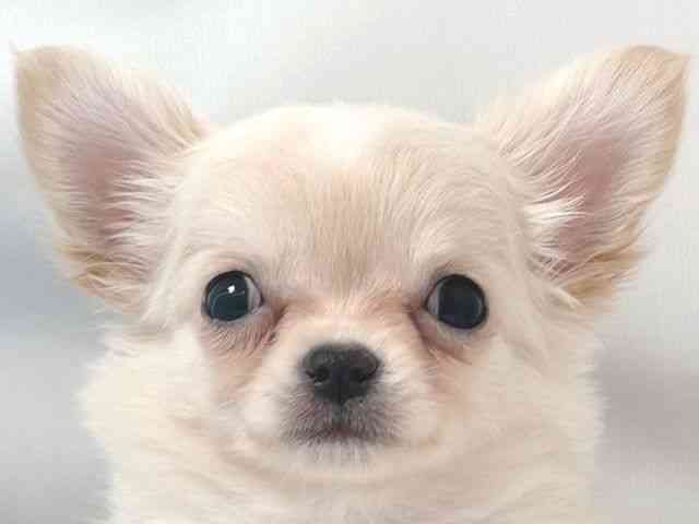 大阪府のチワワ(ロング) (ひごペットフレンドリー堺プラットプラット店/2025年10月9日生まれ/男の子/クリームホワイト)の子犬の1枚目の画像