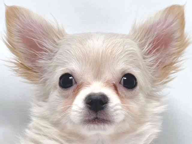 大阪府のチワワ(ロング) (ひごペットフレンドリー堺プラットプラット店/2025年10月9日生まれ/男の子/クリームホワイト)の子犬の1枚目の画像