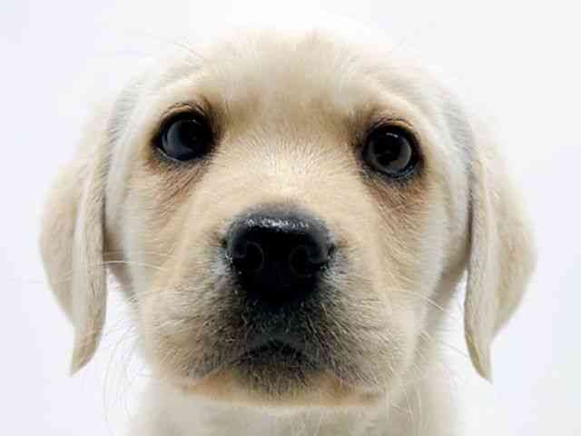 広島県のラブラドールレトリーバー (ひごペットフレンドリーフジグラン神辺店/2025年10月13日生まれ/男の子/イエロー)の子犬の1枚目の画像