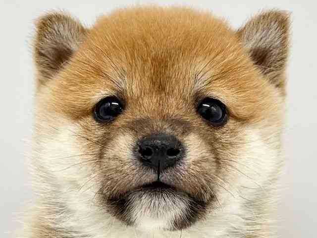 大阪府の柴犬(標準サイズ) (ひごペットフレンドリーイオンタウン豊中庄内店/2025年10月11日生まれ/女の子/赤)の子犬の1枚目の画像