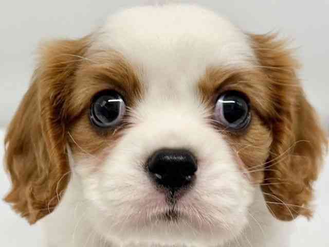 大阪府のキャバリアキングチャールズスパニエル (ひごペットフレンドリーイオンタウン豊中庄内店/2025年10月14日生まれ/女の子/ブレンハイム)の子犬の1枚目の画像