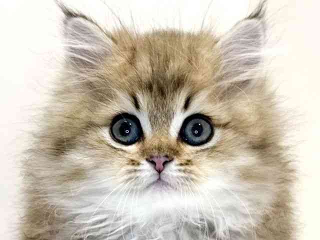 兵庫県のペルシャ (ひごペットフレンドリーイトーヨーカドー明石店/2025年10月6日生まれ/男の子/チンチラゴールデン)の子猫の1枚目の画像