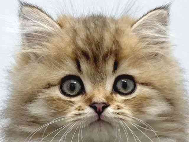 京都府のペルシャ (ひごペットフレンドリー京都店/2025年10月6日生まれ/男の子/チンチラゴールデン)の子猫の1枚目の画像