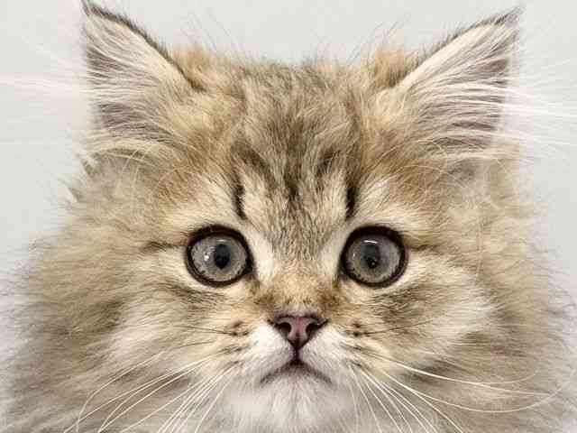 京都府のペルシャ (ひごペットフレンドリー京都店/2025年10月6日生まれ/男の子/チンチラゴールデン)の子猫の1枚目の画像