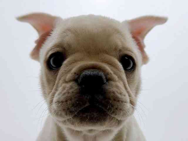 広島県のフレンチブルドッグ (ひごペットフレンドリーフジグラン神辺店/2025年10月12日生まれ/男の子/クリーム)の子犬の1枚目の画像