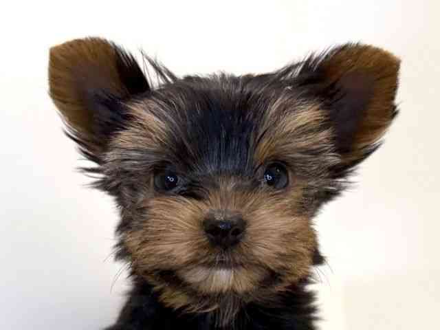 兵庫県のヨークシャーテリア (ひごペットフレンドリーイトーヨーカドー明石店/2025年10月12日生まれ/女の子/スチールブルータン)の子犬の1枚目の画像