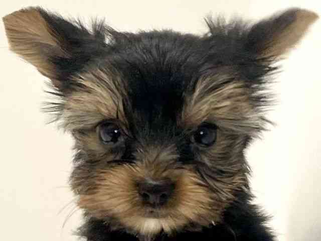 兵庫県のヨークシャーテリア (ひごペットフレンドリーイトーヨーカドー明石店/2025年10月12日生まれ/女の子/スチールブルータン)の子犬