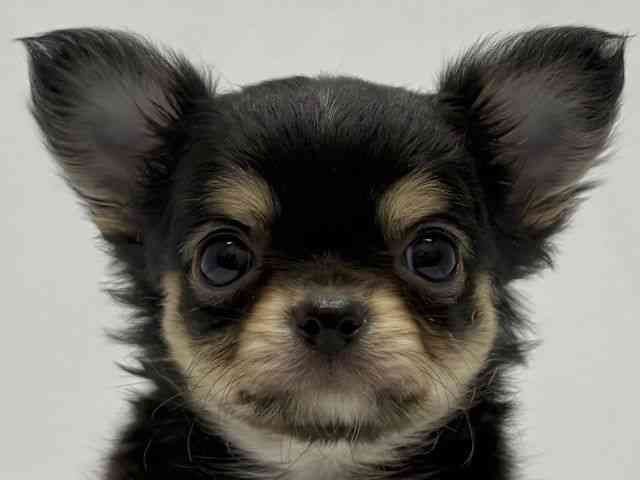 京都府のチワワ(ロング) (ひごペットフレンドリー京都店/2025年10月13日生まれ/男の子/ブラックタンホワイト)の子犬の1枚目の画像