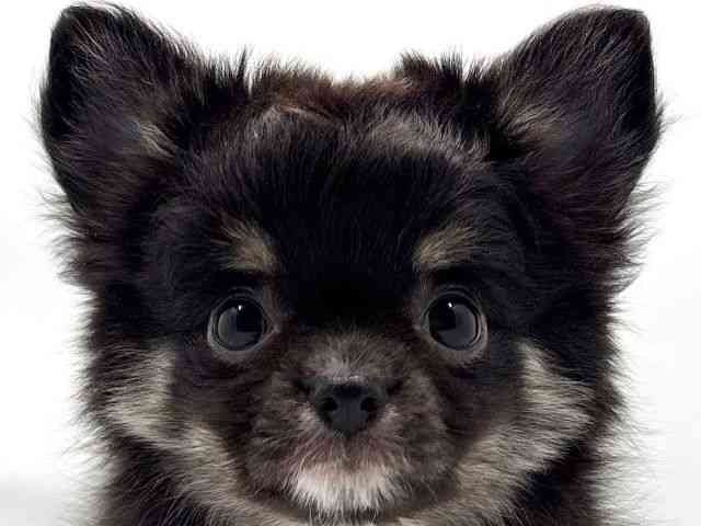 大阪府のチワワ(ロング) (ひごペットフレンドリー東淀川店/2025年10月9日生まれ/男の子/ブラックタンホワイト)の子犬の1枚目の画像