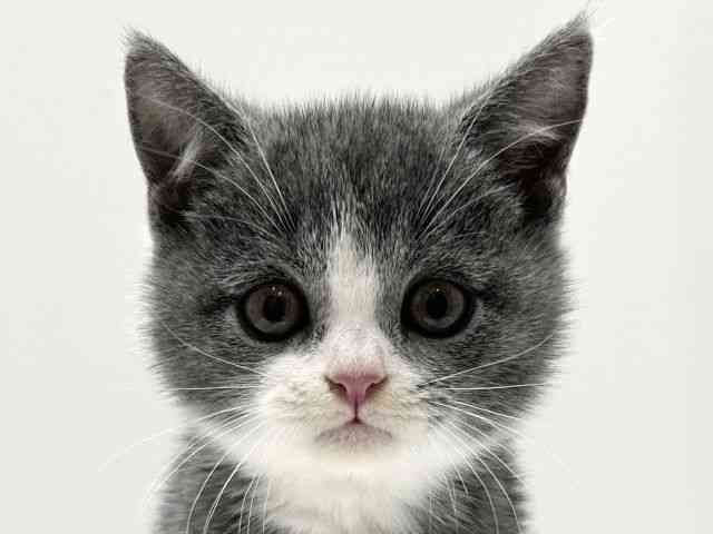 愛知県のブリティッシュショートヘアー (ひごペットフレンドリーららぽーと名古屋みなとアクルス店/2025年10月10日生まれ/男の子/ブルーホワイト)の子猫の1枚目の画像