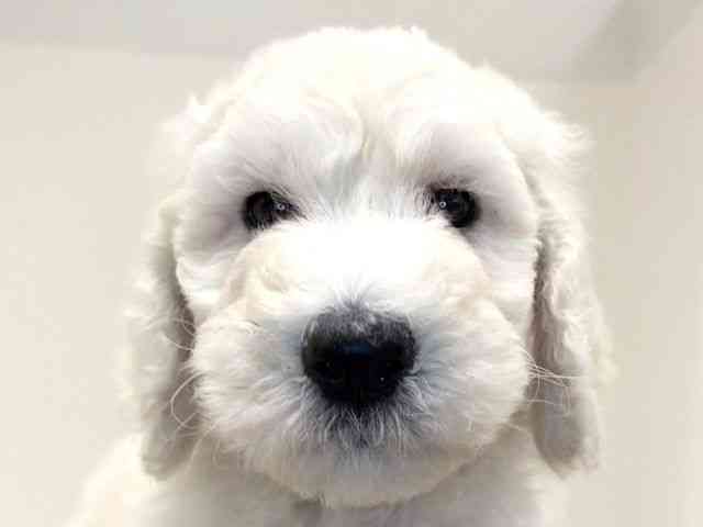 兵庫県のスタンダードプードル (ひごペットフレンドリーイトーヨーカドー明石店/2025年10月10日生まれ/男の子/ホワイト)の子犬の1枚目の画像
