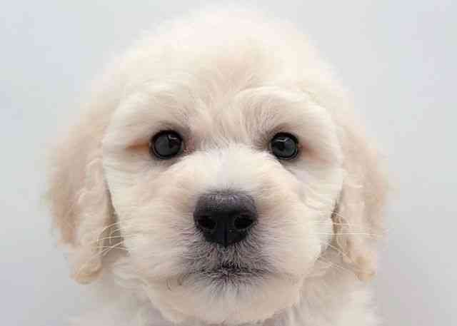 島根県のスタンダードプードル (ひごペットフレンドリーイオン松江ショッピングセンター店/2025年10月10日生まれ/男の子/ホワイト)の子犬の1枚目の画像