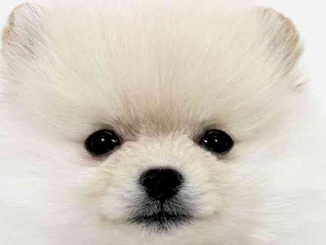 京都府のポメラニアン (ひごペットフレンドリーイズミヤショッピングセンター八幡店/2025年10月13日生まれ/女の子/クリーム)の子犬の1枚目の画像