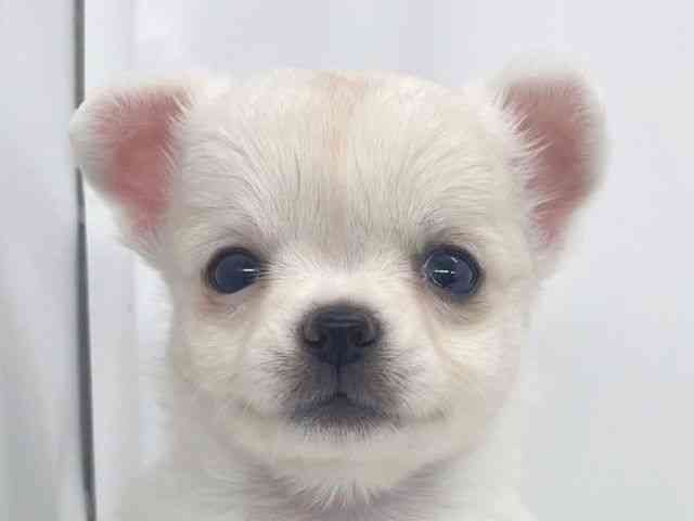 兵庫県のチワワ(ロング) (ひごペットフレンドリーイオンタウン加古川店/2025年10月11日生まれ/女の子/ホワイト)の子犬