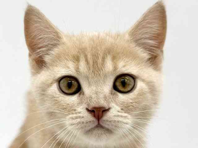 大阪府のブリティッシュショートヘアー (ひごペットフレンドリーイオンタウン茨木太田店/2025年10月13日生まれ/男の子/クリーム)の子猫の1枚目の画像