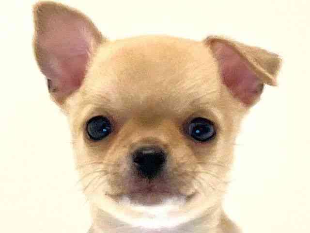 兵庫県のチワワ(スムース) (ひごペットフレンドリーイトーヨーカドー明石店/2025年10月11日生まれ/男の子/フォーン)の子犬の1枚目の画像