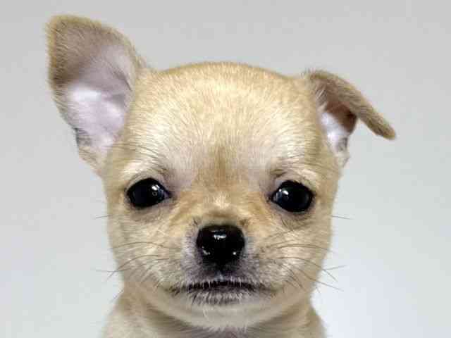 兵庫県のチワワ(スムース) (ひごペットフレンドリーイトーヨーカドー明石店/2025年10月11日生まれ/男の子/フォーン)の子犬