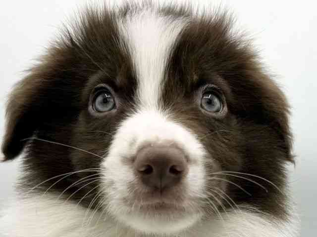 大阪府のボーダーコリー (ひごペットフレンドリーららぽーとEXPOCITY店/2025年10月14日生まれ/男の子/チョコレートホワイト)の子犬の1枚目の画像