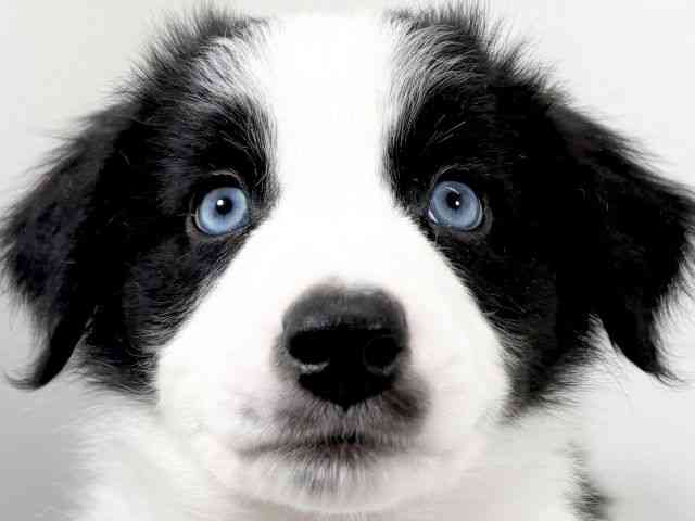 京都府のハーフ犬・ミックス犬 (ひごペットフレンドリーイズミヤショッピングセンター八幡店/2025年10月14日生まれ/男の子/ブラックホワイト)の子犬の1枚目の画像