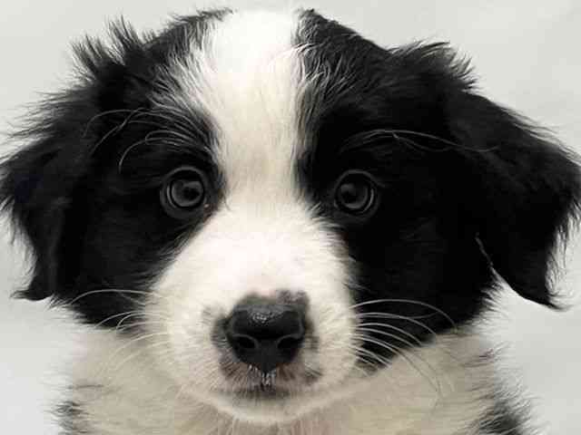 和歌山県のハーフ犬・ミックス犬 (ひごペットフレンドリーパームシティ和歌山店/2025年10月14日生まれ/男の子/ブラックホワイト)の子犬の1枚目の画像