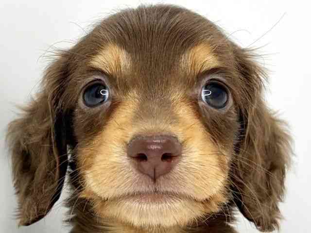 大阪府のミニチュアダックスフンド(ロング) (ひごペットフレンドリーいこらもーる泉佐野店/2025年10月10日生まれ/女の子/チョコレートタン)の子犬の1枚目の画像