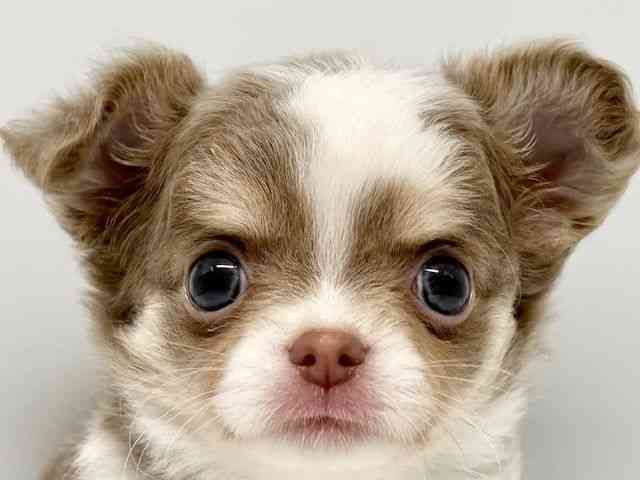 大阪府のチワワ(ロング) (ひごペットフレンドリーイオンタウン豊中庄内店/2025年10月12日生まれ/男の子/イザベラタンホワイト)の子犬の1枚目の画像