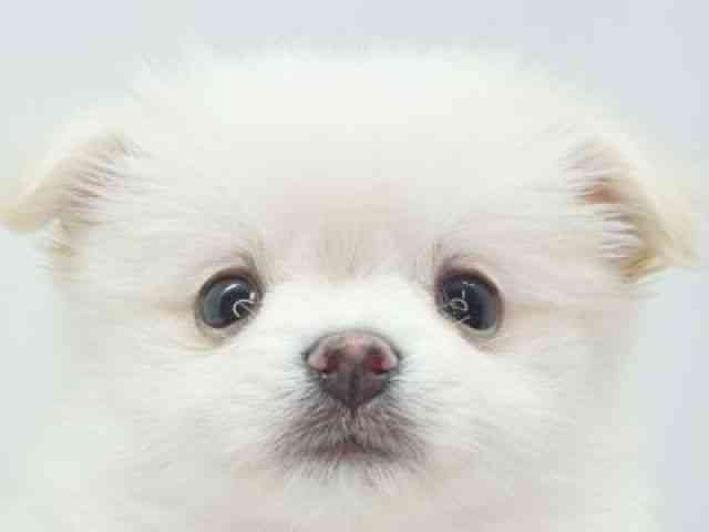 福岡県のポメマル/マルポメ(ポメラニアン×マルチーズ) (ひごペットフレンドリーゆめタウン筑紫野店/2025年10月14日生まれ/女の子/ホワイト)の子犬の1枚目の画像