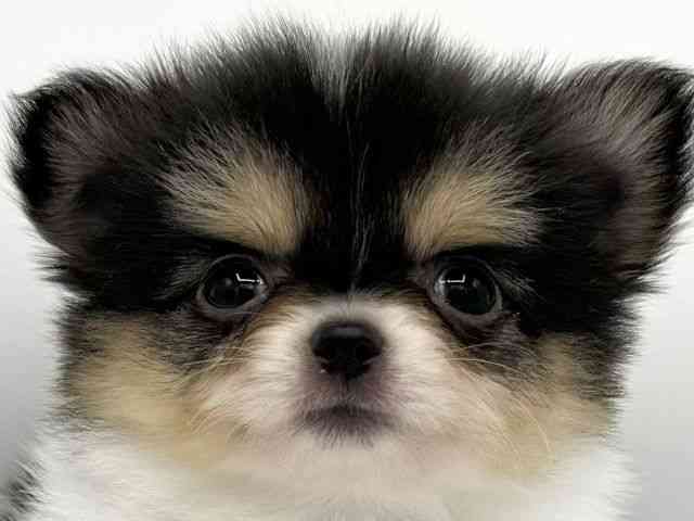 大阪府のポメチワ/チワポメ/ポメチー(ポメラニアン×チワワ) (ひごペットフレンドリーららぽーとEXPOCITY店/2025年10月14日生まれ/女の子/ブラックタンホワイト)の子犬の1枚目の画像