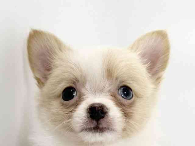 愛媛県のポメチワ/チワポメ/ポメチー(ポメラニアン×チワワ) (ひごペットフレンドリーイオンモール今治新都市店/2025年10月14日生まれ/男の子/パーティーカラー)の子犬の1枚目の画像