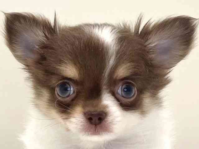 兵庫県のチワワ(ロング) (ひごペットフレンドリーイトーヨーカドー明石店/2025年10月12日生まれ/男の子/ホワイトチョコレートタン)の子犬